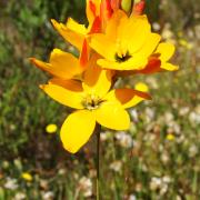 Ixia dubia, KRCA, spring